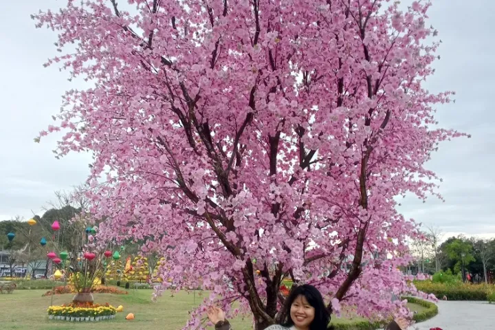 Marble Mountains > Marble Mountains Park > Japanese Trees In The Park Marble Mountains | Marble Mountains Park | Japanese Trees In The Park