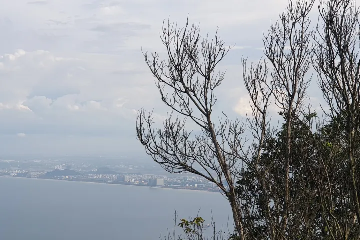 Danang City > Son Tra Mountain > Beautiful Tree With View Danang City | Son Tra Mountain | Beautiful Tree With View