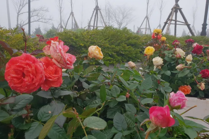 Sapa Lao Cai | Fansipan Legend | Fansipan Legend Garden